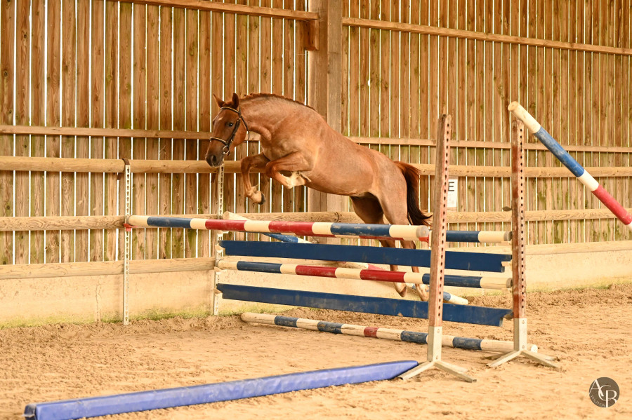 Vente de poney